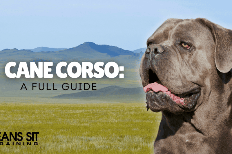 A Complete Guide on the Cane Corso