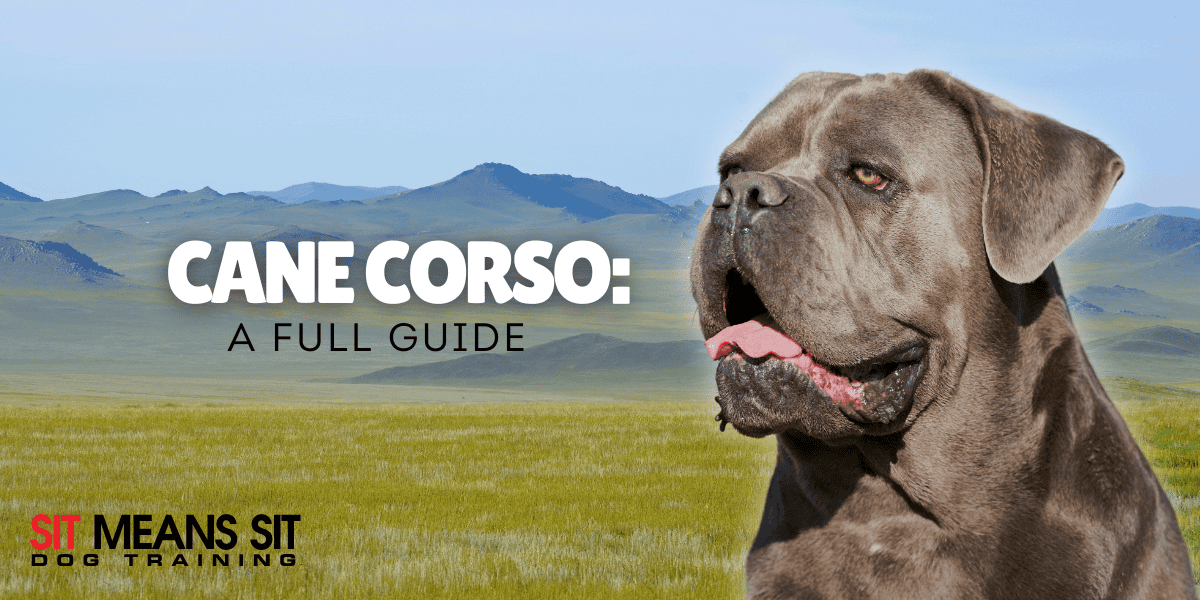 A Complete Guide on the Cane Corso