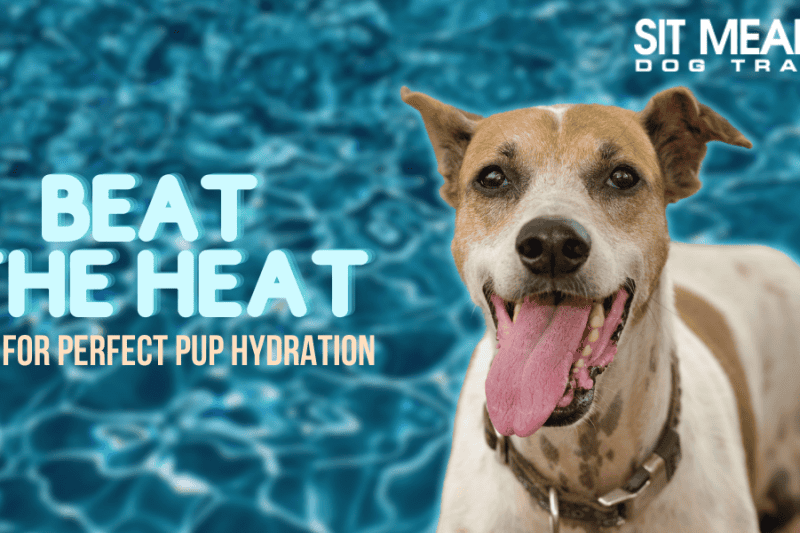 Beat the Heat: Tips for Keeping Your Canine Hydrated in Hot Weather