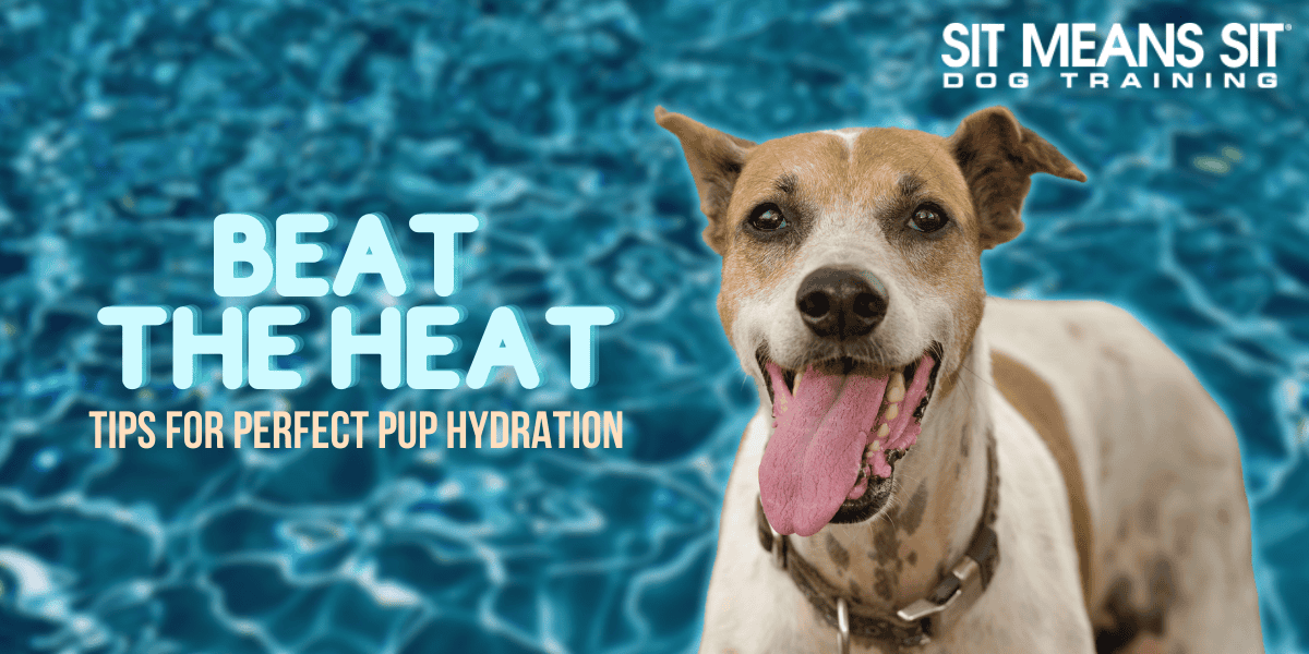 Beat the Heat: Tips for Keeping Your Canine Hydrated in Hot Weather