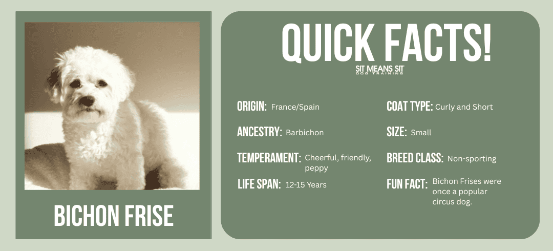 Top Dog Breeds for First-Time Owners