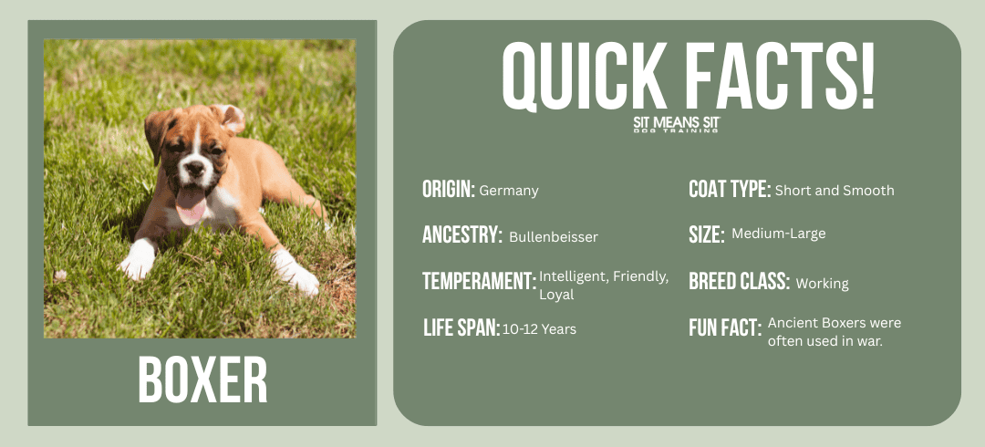 Top Dog Breeds for First-Time Owners