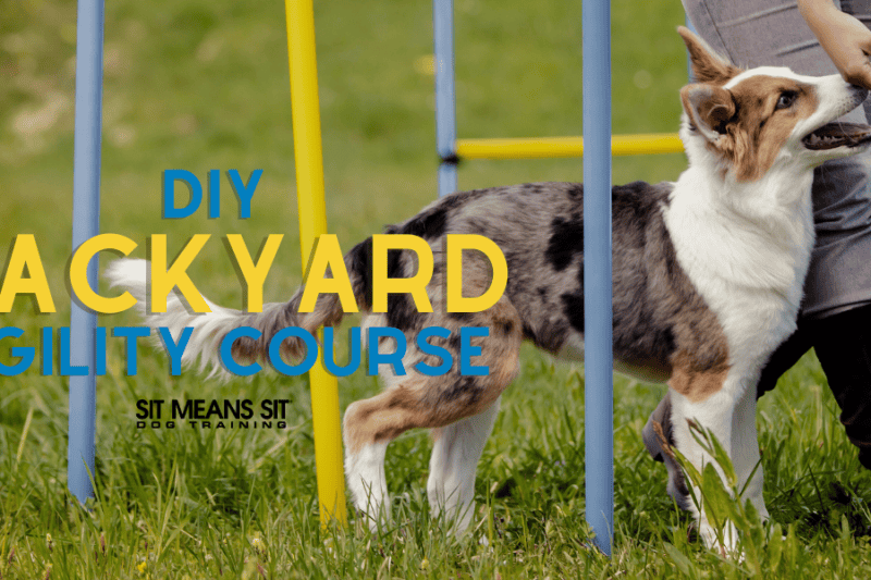 Creating a DIY Dog Agility Course in Your Backyard