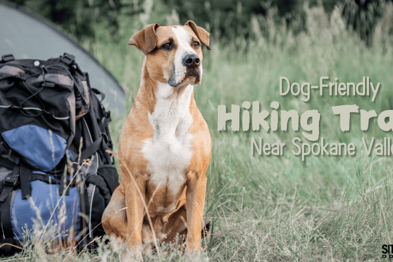 Dog-Friendly Hiking Trails Near Spokane Valley