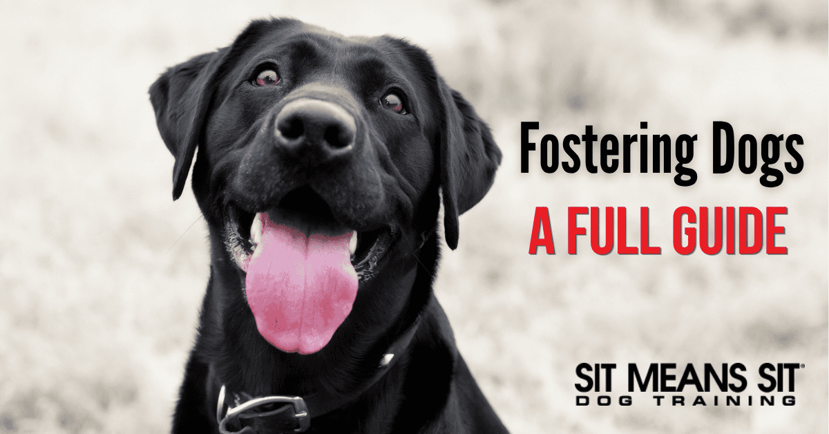 Fostering Dogs: A Full Guide