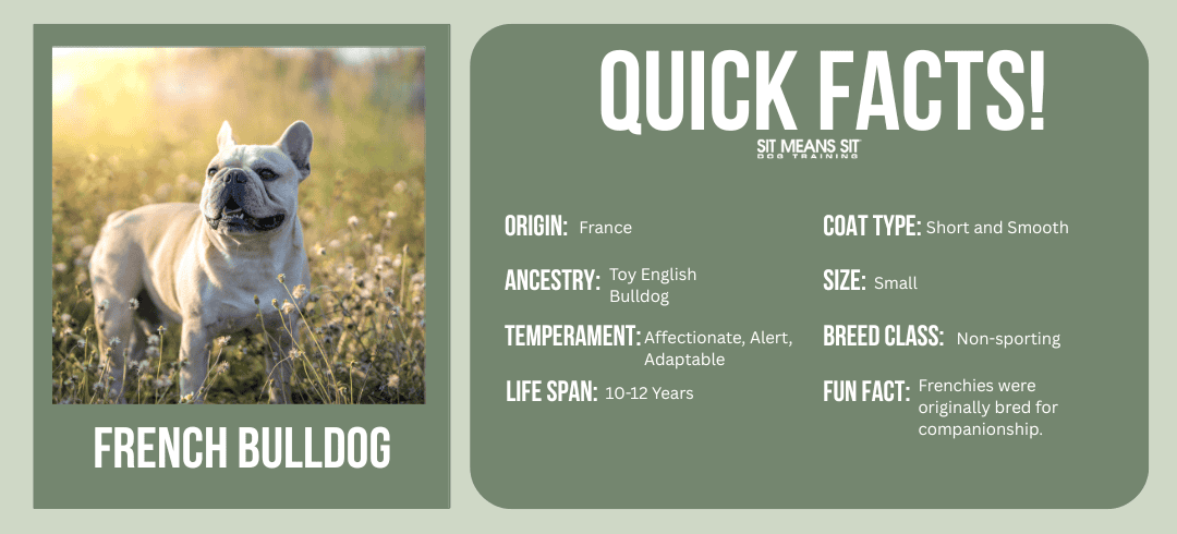 Top Dog Breeds for First-Time Owners