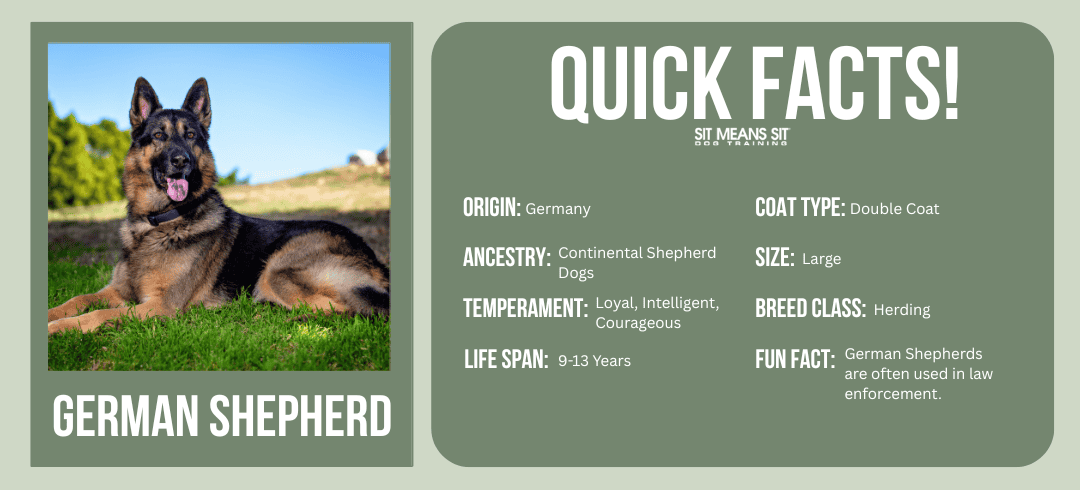 Top Dog Breeds for First-Time Owners