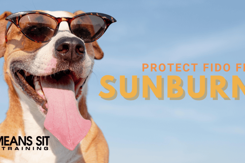 How to Protect Your Dog from Getting Sunburned