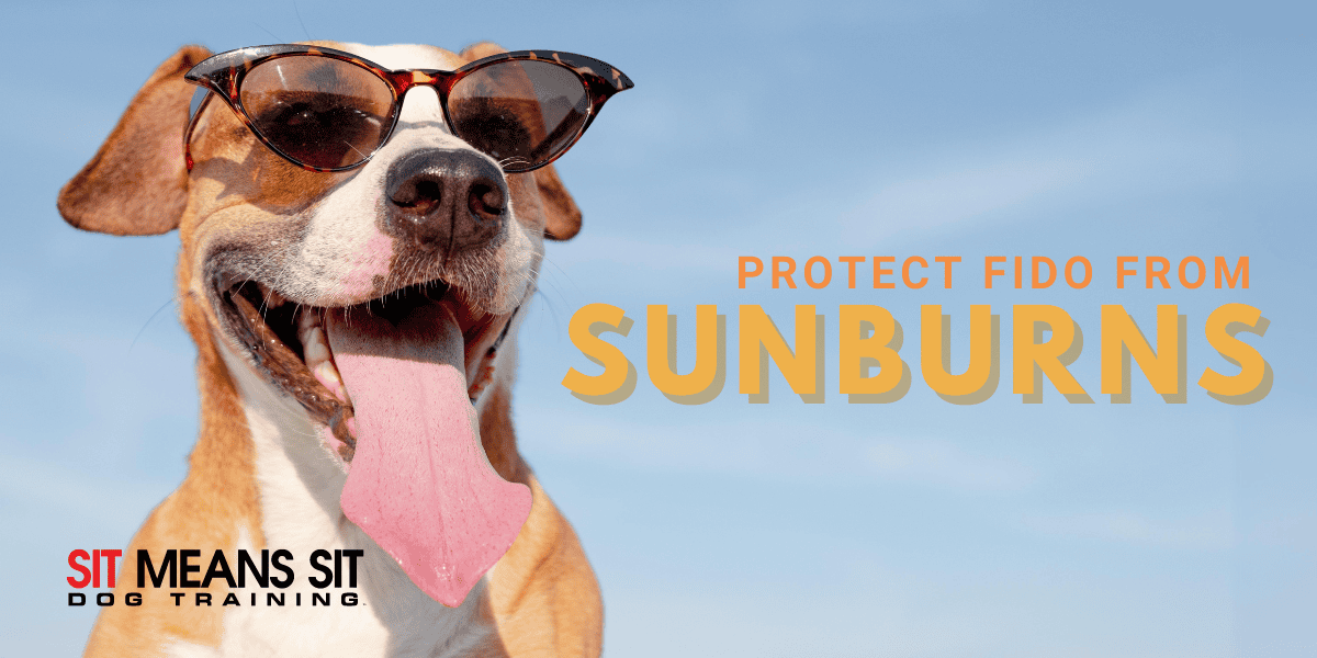 How to Protect Your Dog from Getting Sunburned