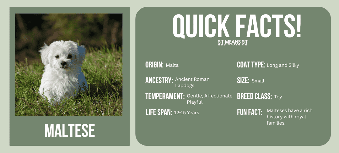Top Dog Breeds for First-Time Owners