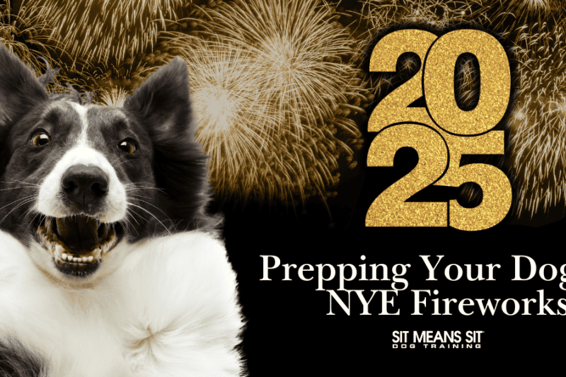 Preparing Your Dog for NYE Fireworks