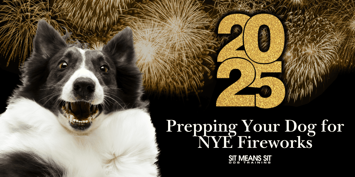 Preparing Your Dog for NYE Fireworks