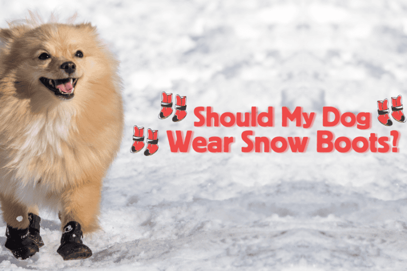 Protecting Paws: Do Dogs Need Snow Boots?