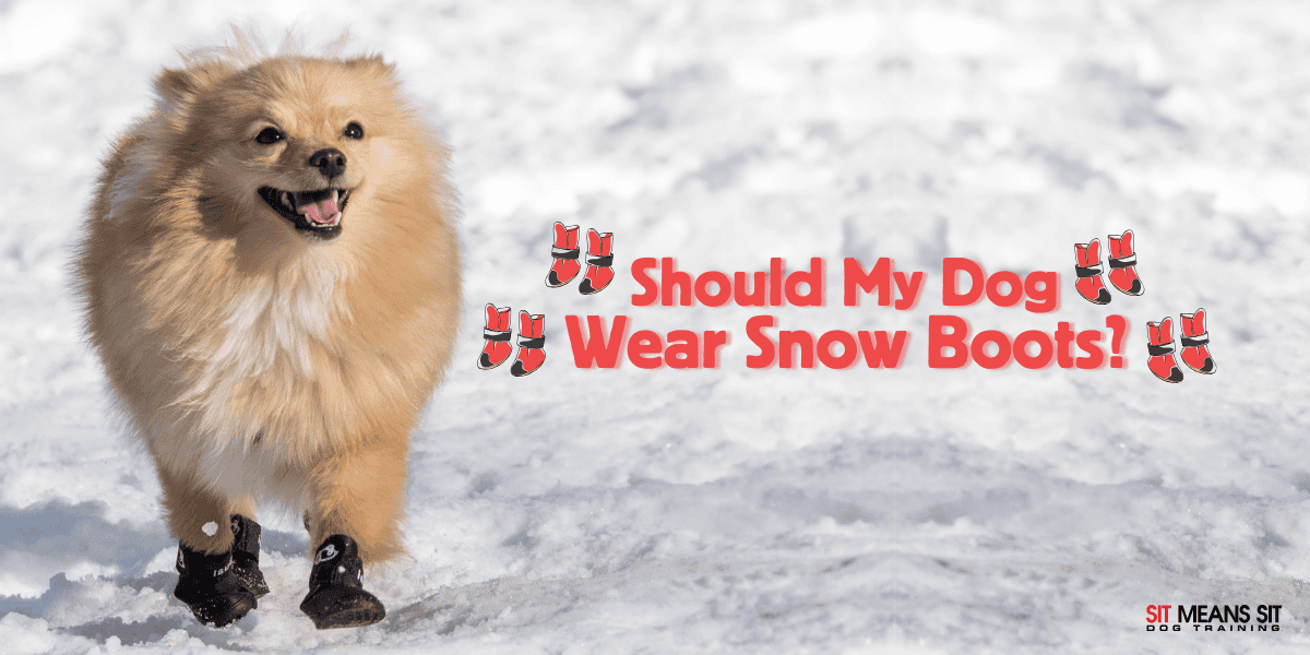 Protecting Paws: Do Dogs Need Snow Boots?