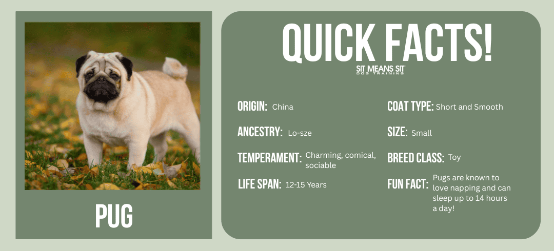Top Dog Breeds for First-Time Owners