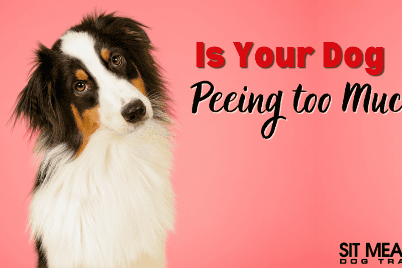 Should I Be Worried About How Much My Dog is Peeing?