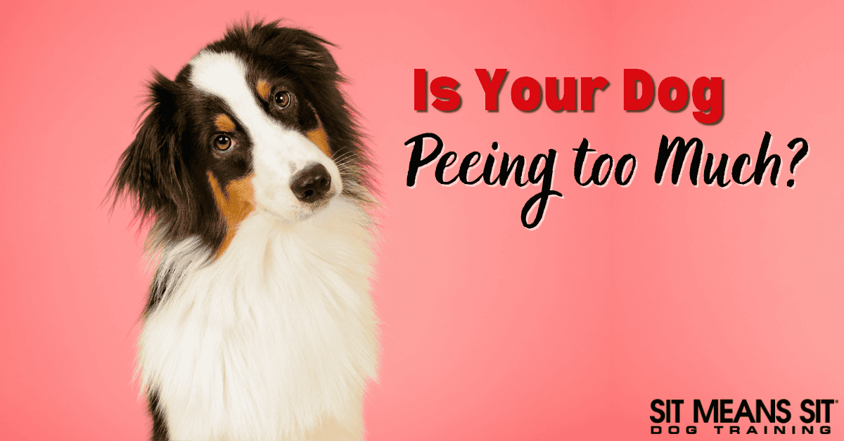 Should I Be Worried About How Much My Dog is Peeing?