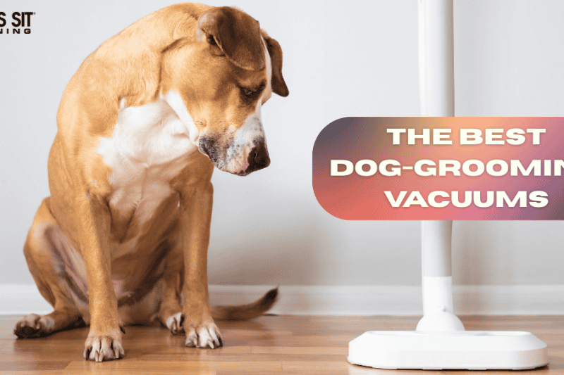 The Best Dog-Grooming Vacuums
