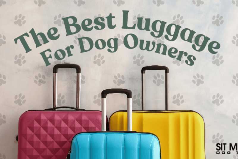 The Best Luggage for Dog Owners