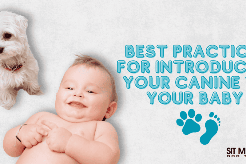 Tips for Introducing Your Dog to Your New Baby