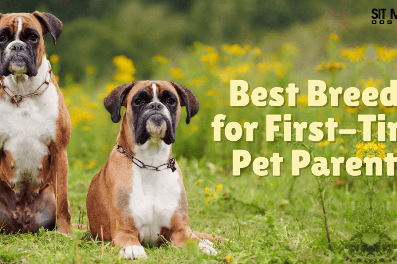 Top Dog Breeds for First-Time Owners