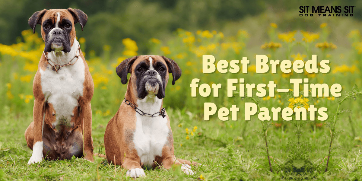Top Dog Breeds for First-Time Owners